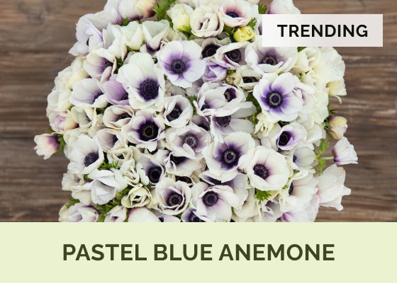 Pastel Blue Anemone