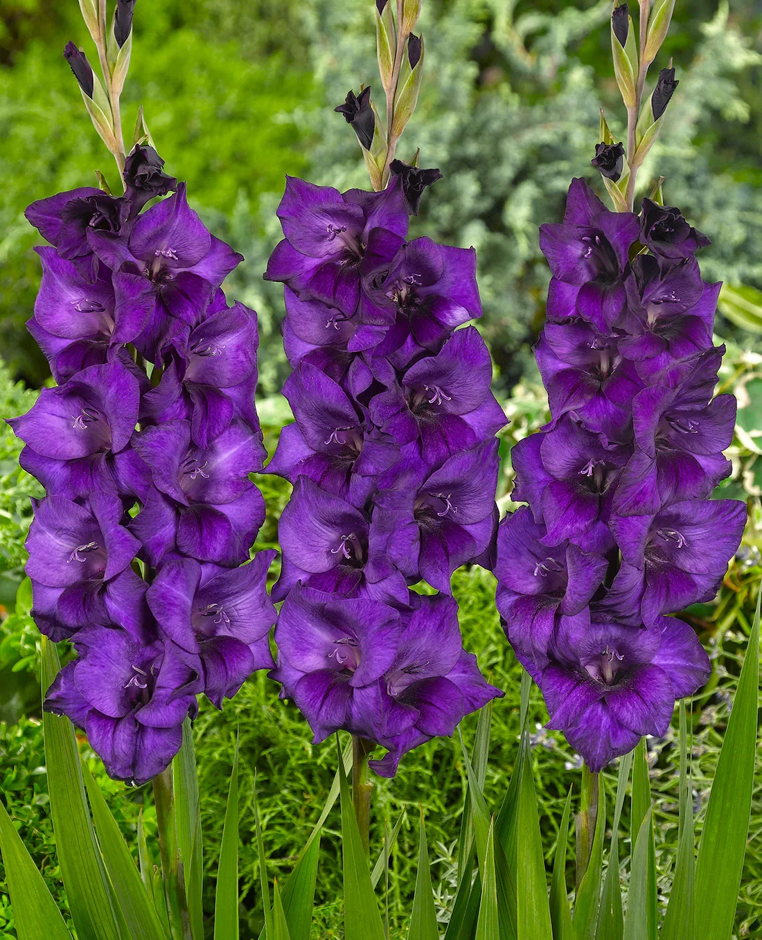 Image of Purple Flora Gladiolus - 5 bulbs