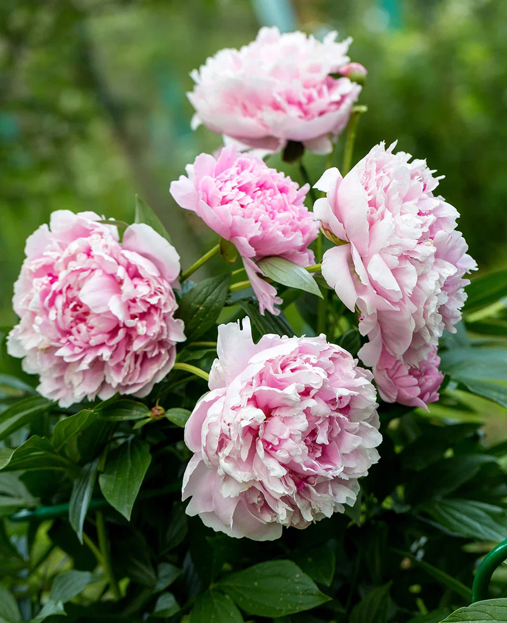 Image of Sarah Bernhardt Peony - 1 root division