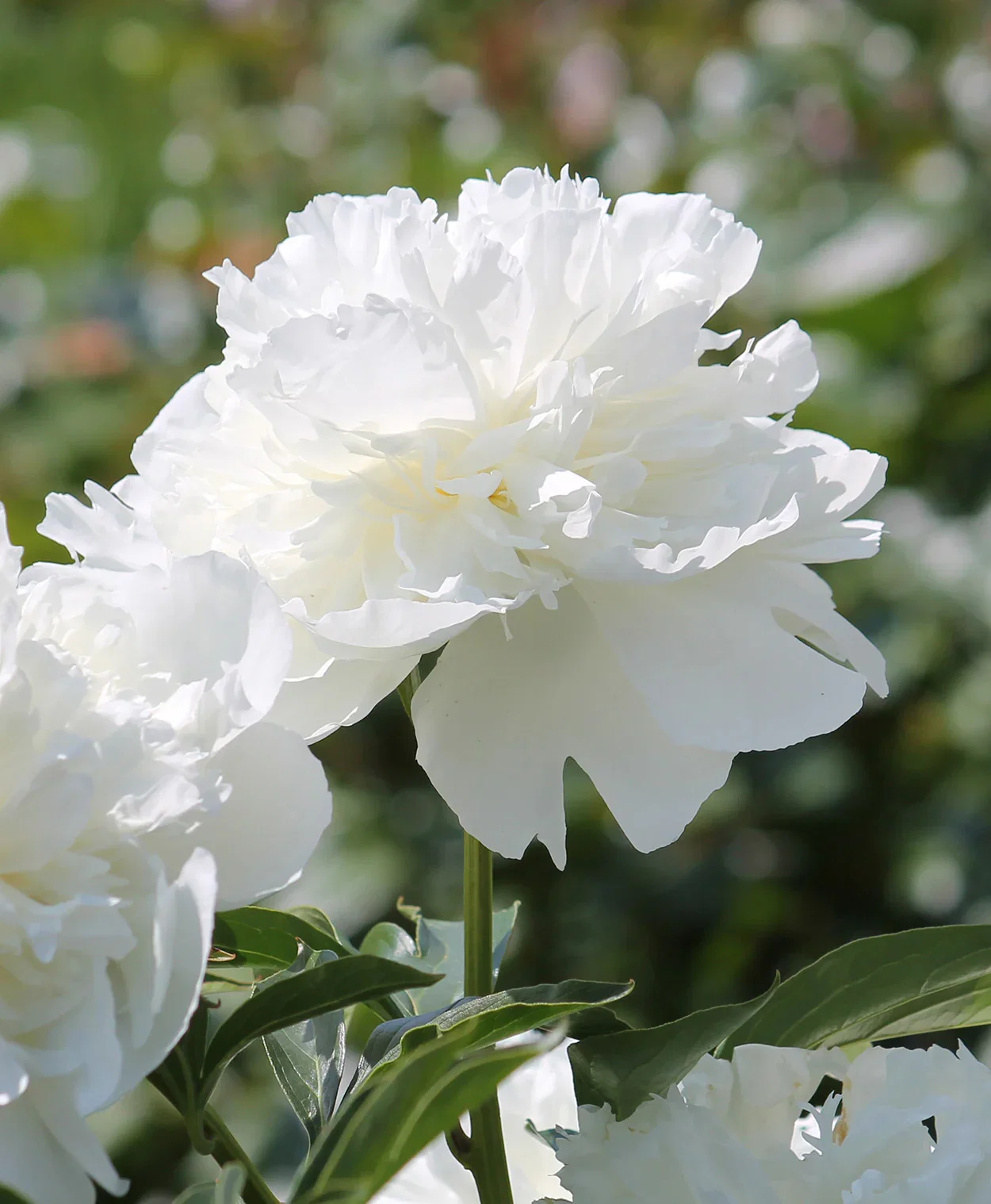 Image of Duchess De Nemours Peony - 1 root division
