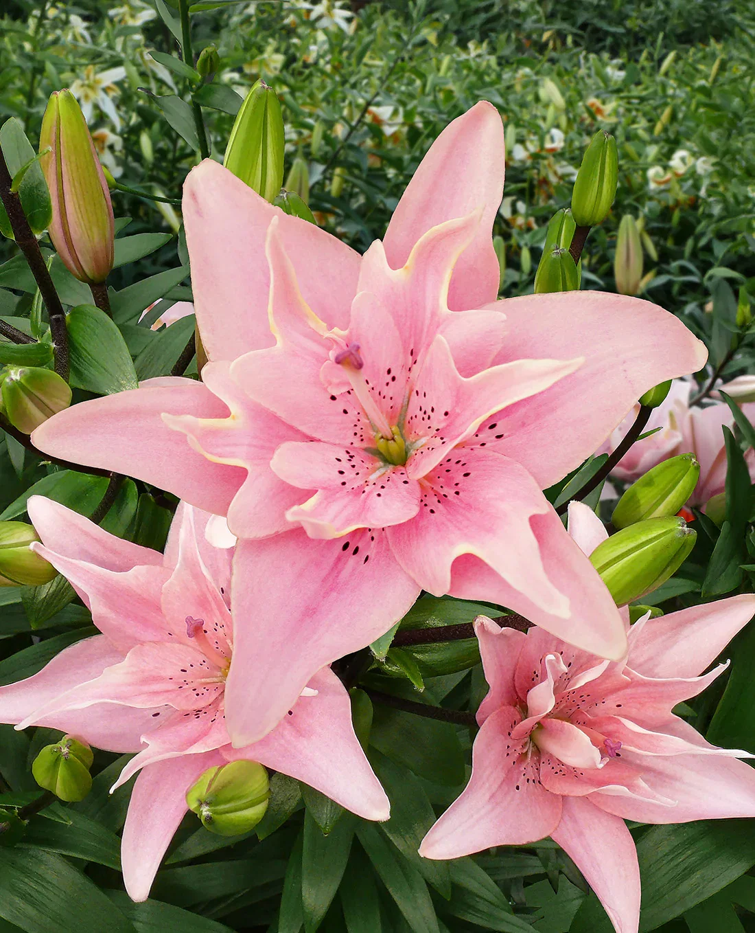 Image of Elodie Double Asiatic Lily - 5 bulbs