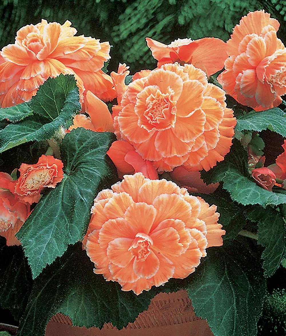 Image of Apricot Picotee Lace Begonia - 3 tubers