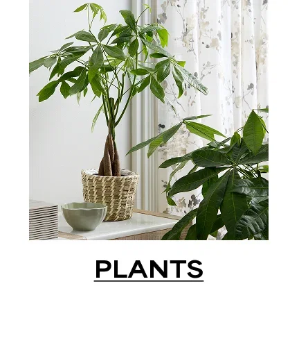 Plants