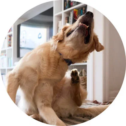 Flea & tick. Shop now.