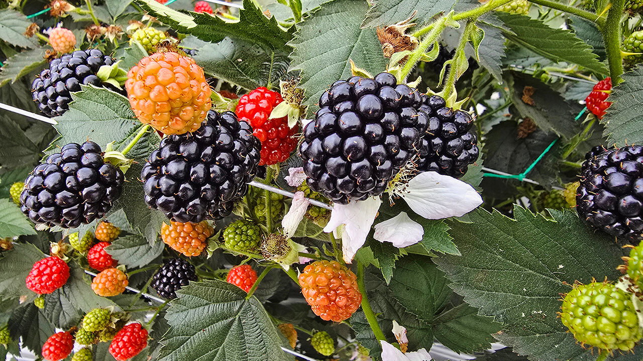 Pairwise genome edited blackberry plants.
