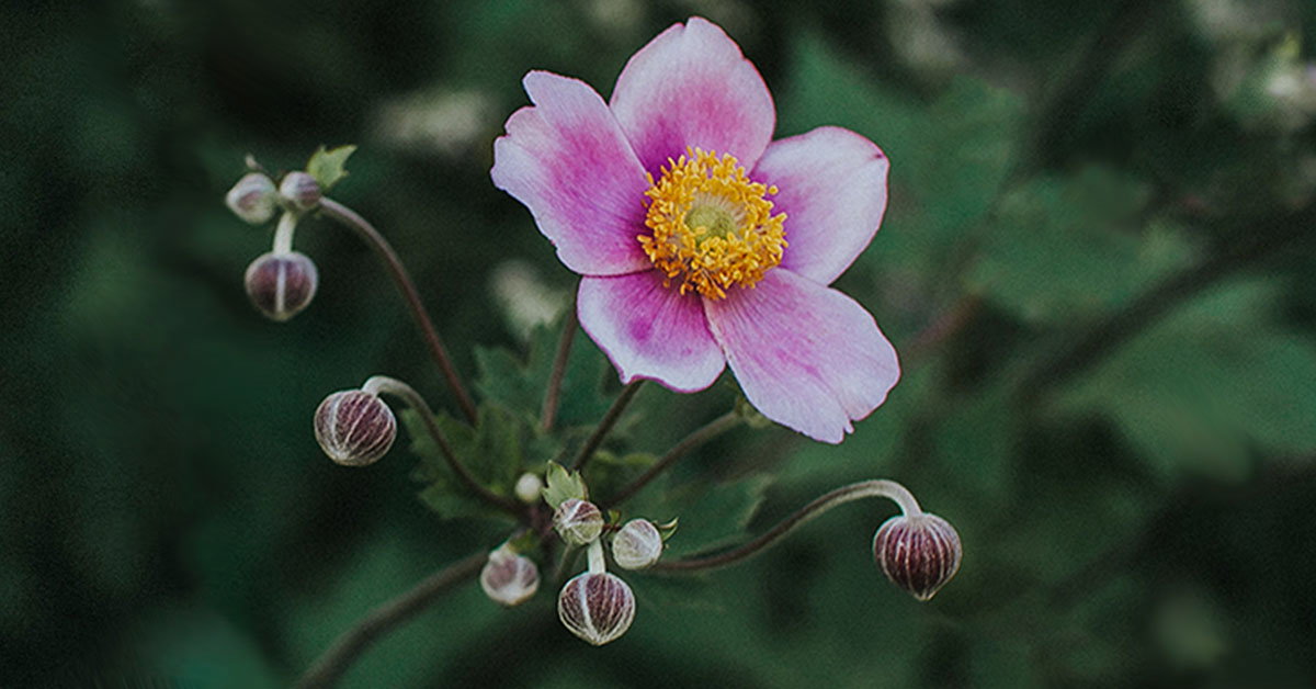 Nature image