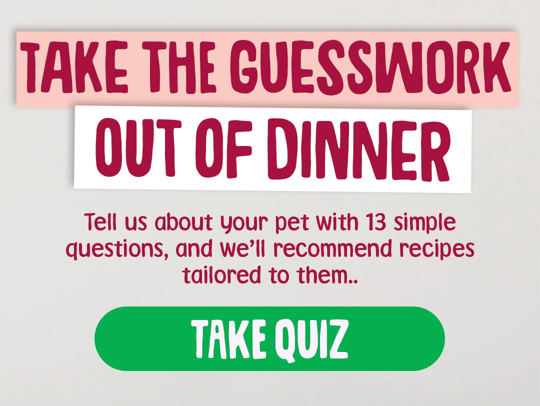 pet profile quiz