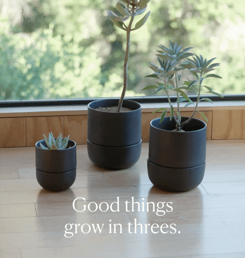Good things grow in threes.