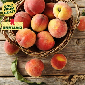 Gurney's® Giant II Hybrid Sweet Pepper