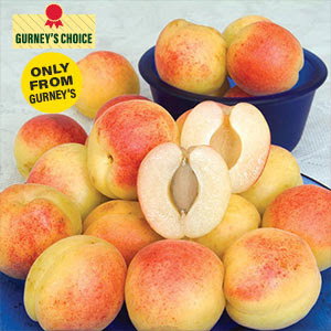 Sugar Pearls™ Apricot Tree