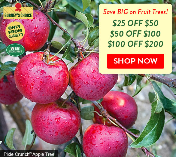 Tiered Cpn - Fruit Trees