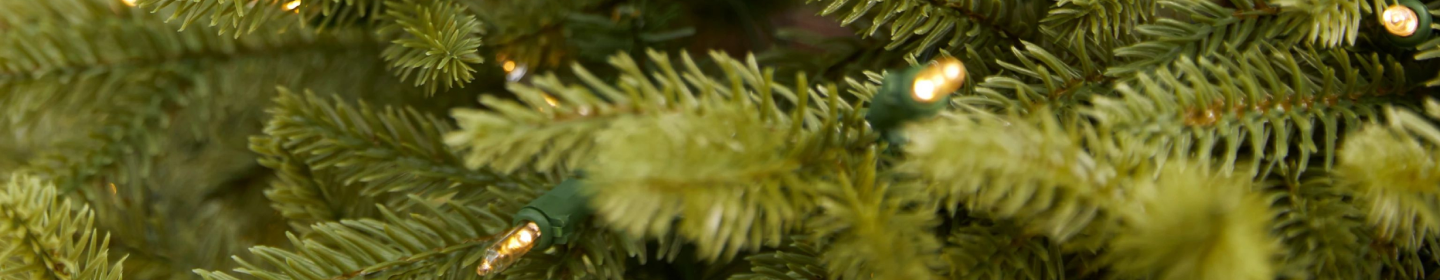 Closeup image of BH tree tips