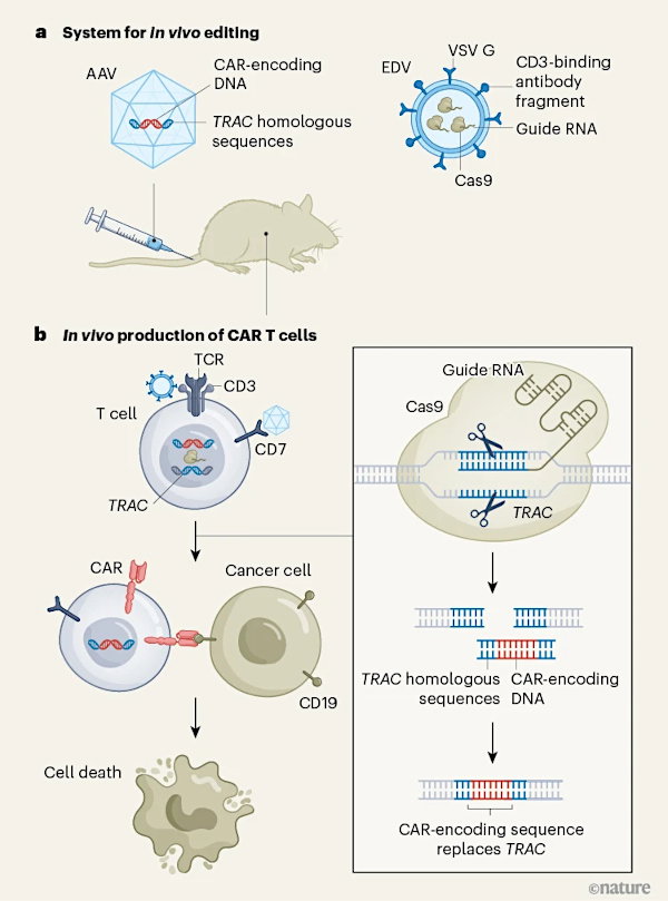 A diagram showing the production of<i> in vivo</i> CAR T cells in mice.