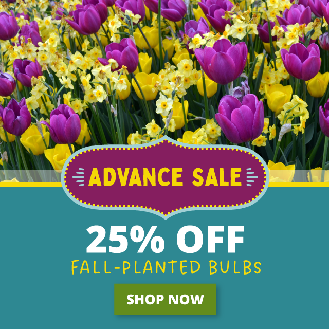 Fall-Planted Bulbs
