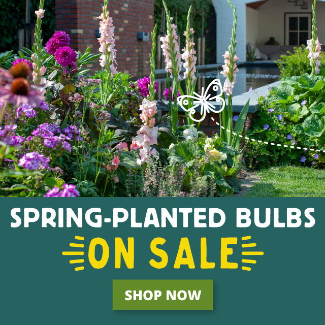 Spring-planted bulbs