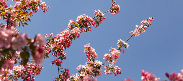 Spring Sale