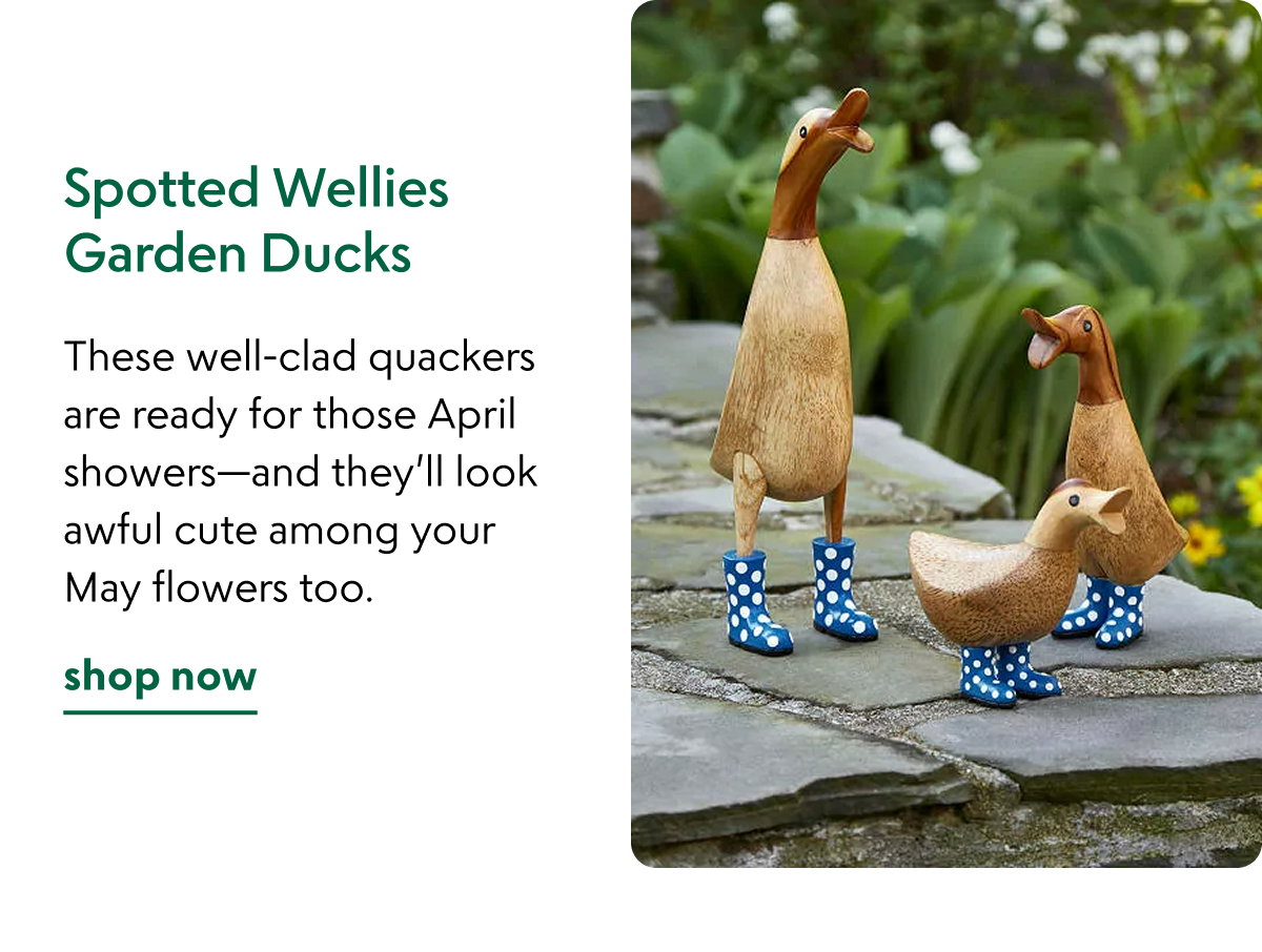 spotted-wellies-garden-ducks