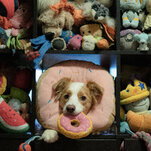 A dog with a doughnut toy in its mouth pokes through a square shelf that is crammed with colorful dog toys.
