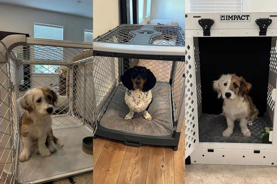 The Best Dog Crates, Recommended by Experts