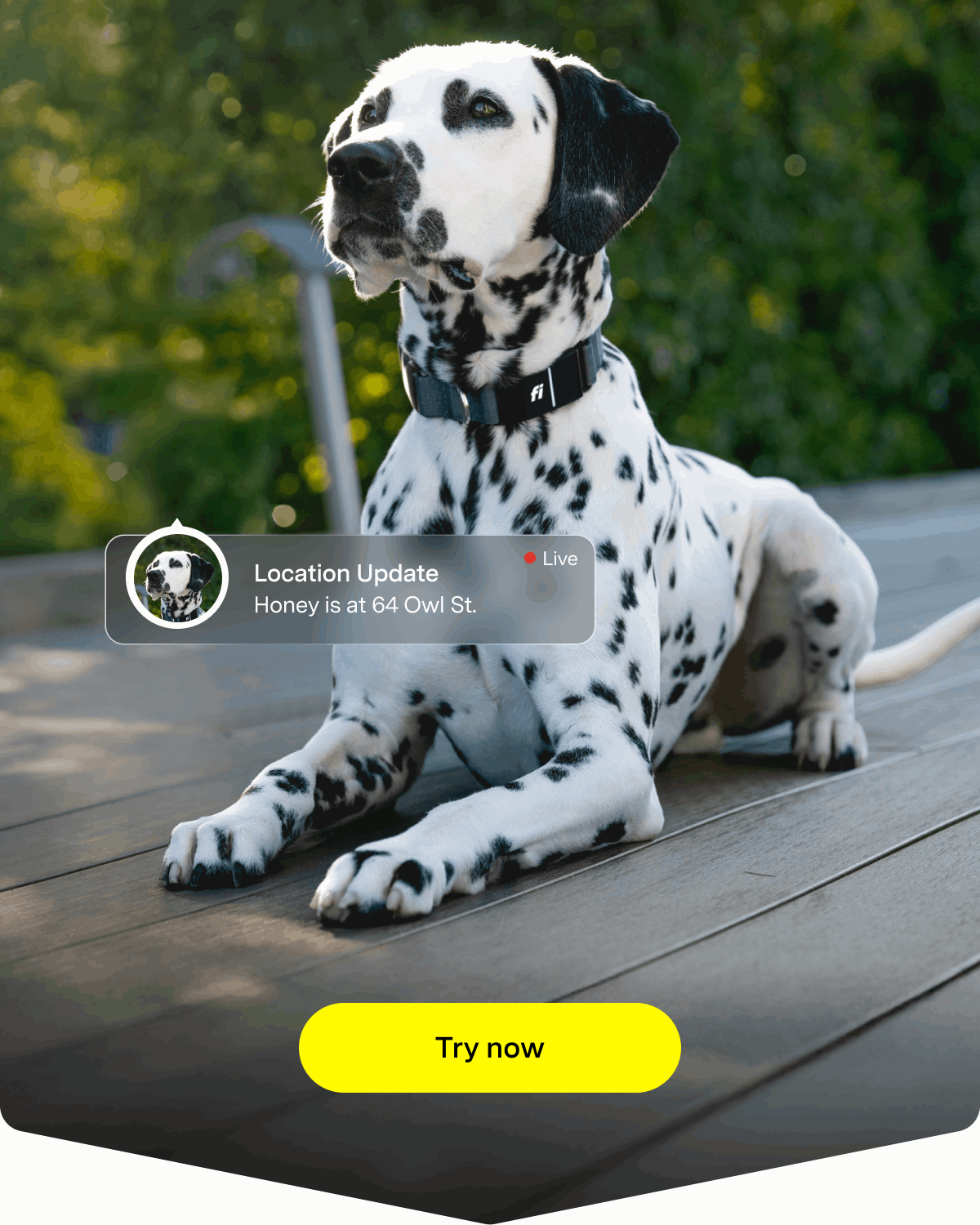 One-month free trial. Try Fi now.