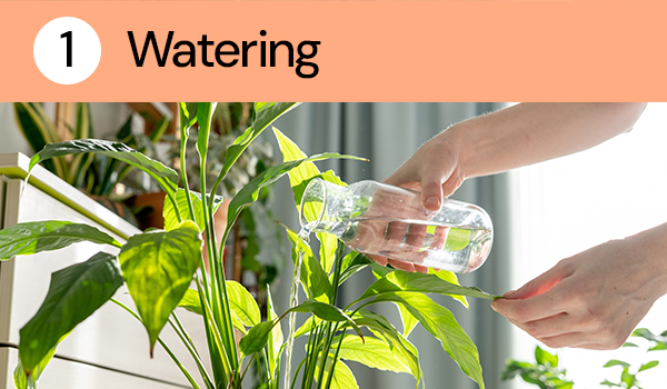 Watering