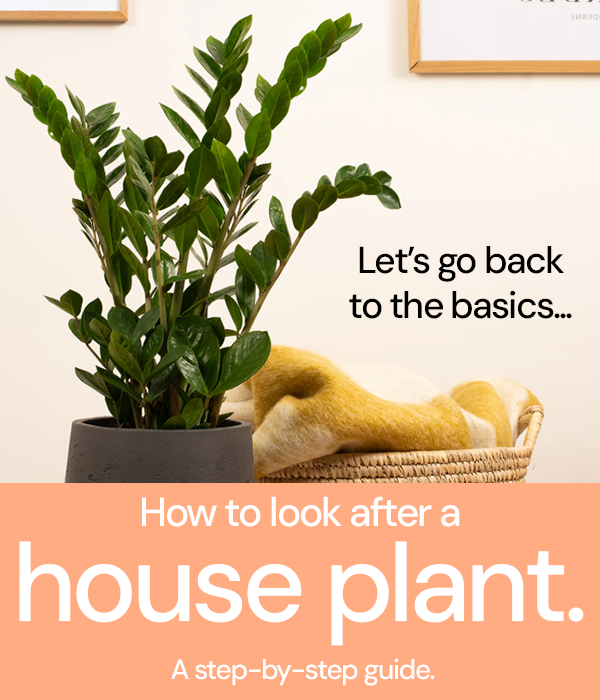 How to look after a house plant