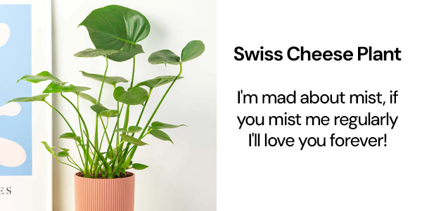 Swiss Cheese Plant