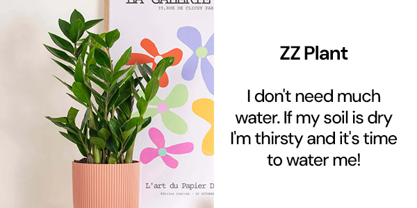 ZZ Plant