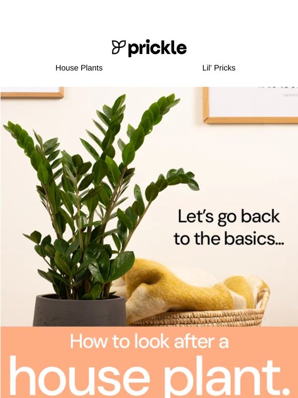 Lets go back to the basics 🌿