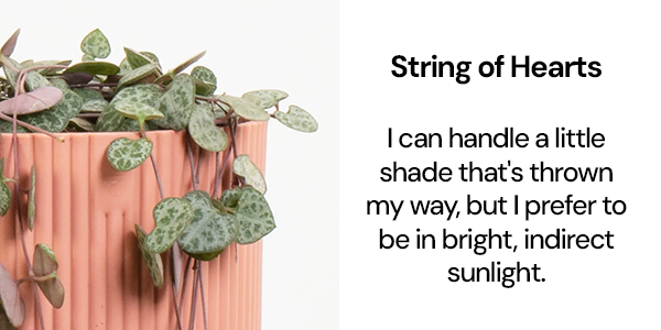 String of Hearts