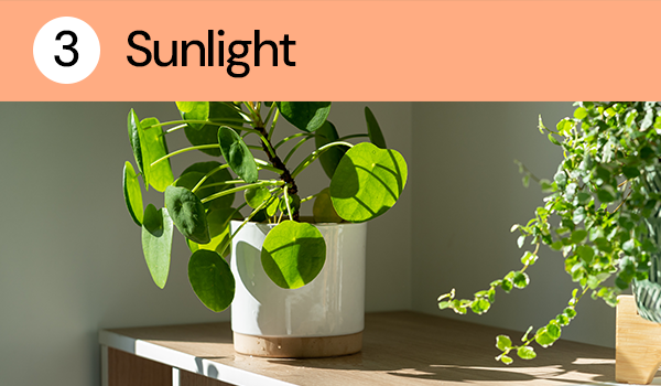 Sunlight