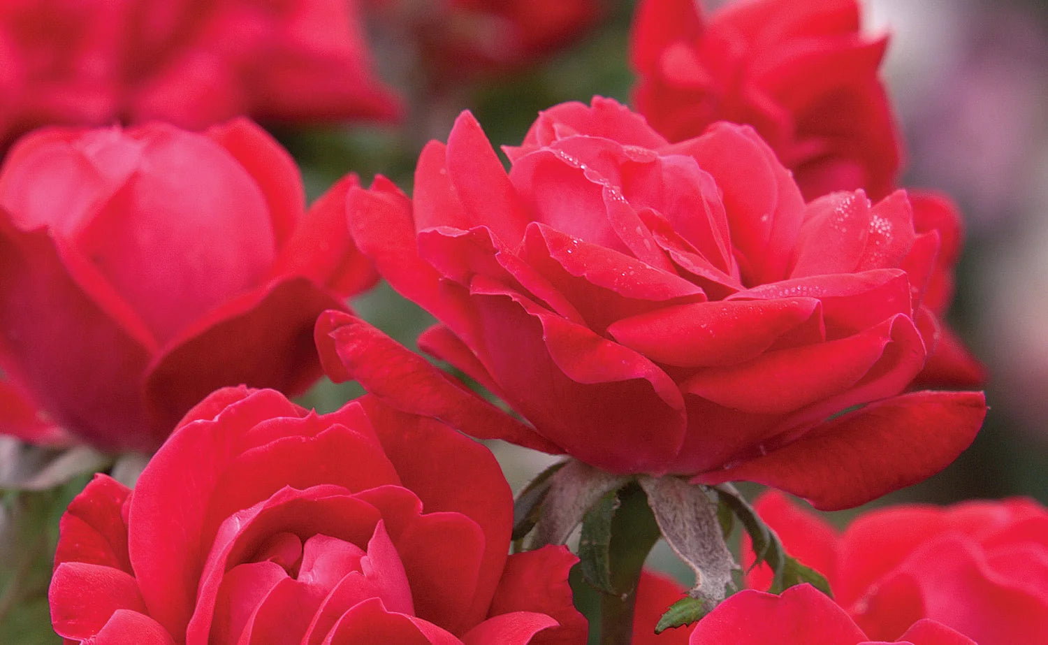 Red rose bush with large blooms in the garden.