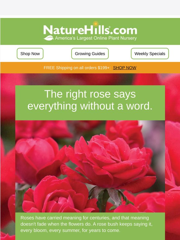 What color rose says thank you, Mom? (+ 30% off all roses)