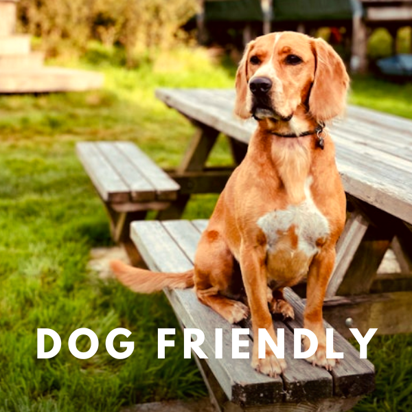 Dog friendly getaways