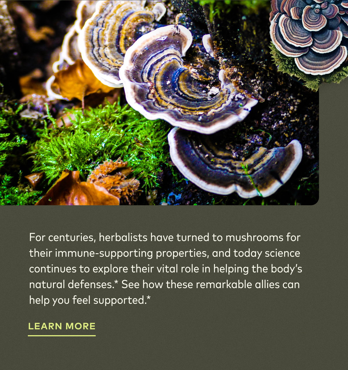 Mushroom Support