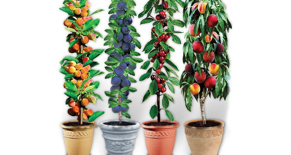 Lot de 4 ou 8 arbres fruitiers colonnaires