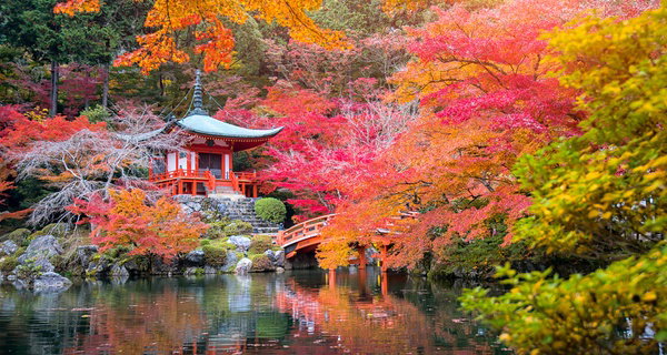 Set de 4 érables du Japon