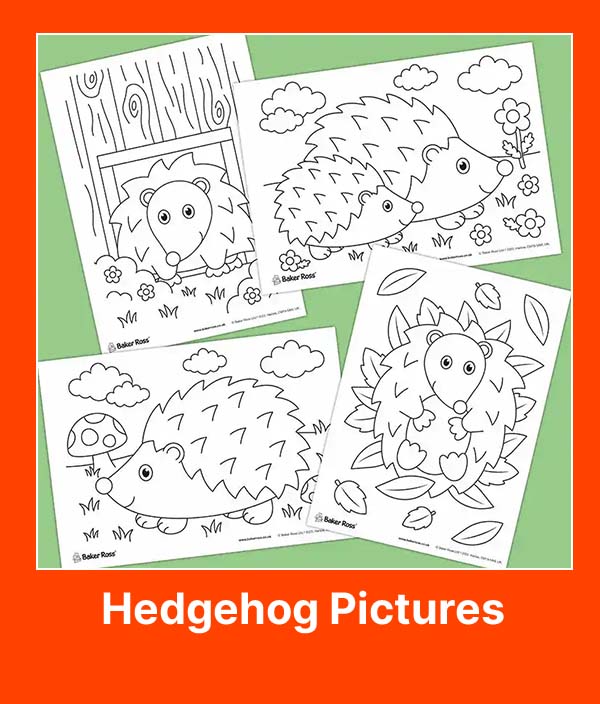 Hedgehog Pictures