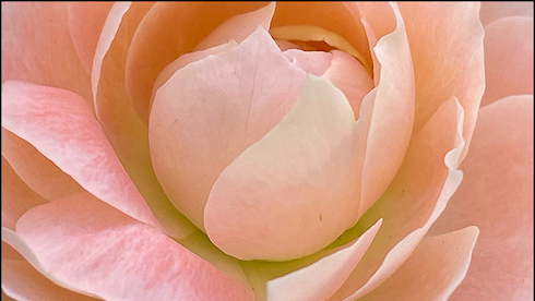 BLOOMING ROSE