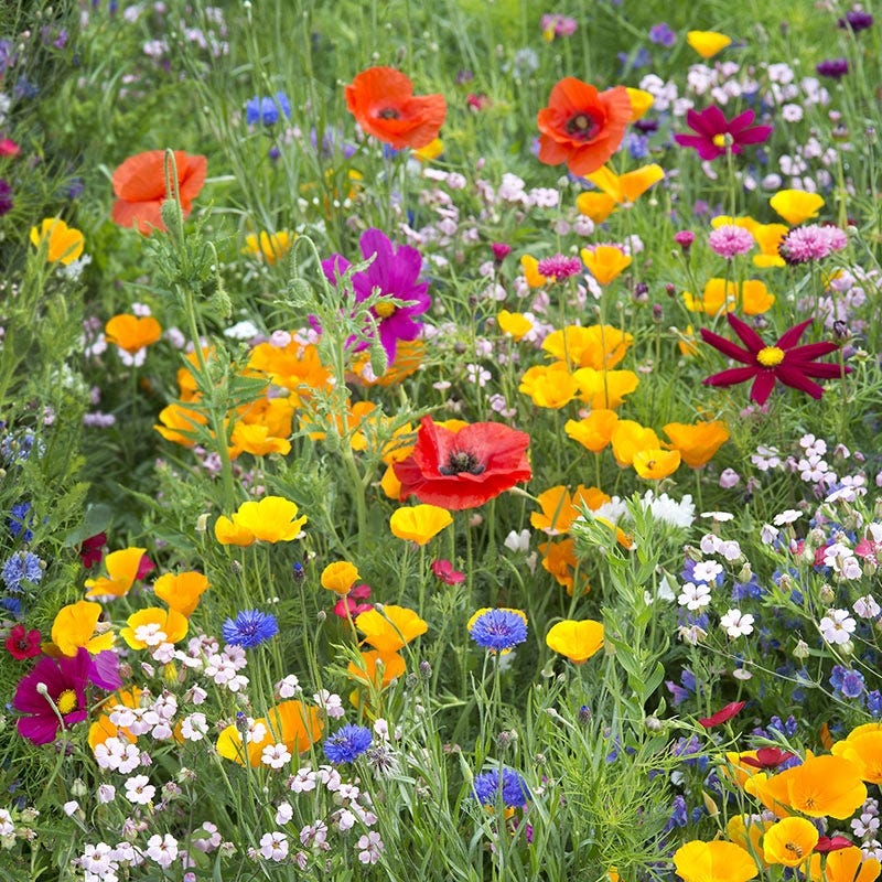 Regional Wildflower Seed Mixes