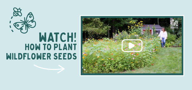 Watch how to plant wildflower seeds