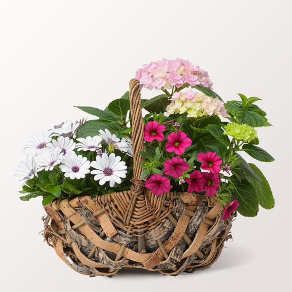 Schönes Arrangement Gartentraum im Henkelkorb für 31,99 €