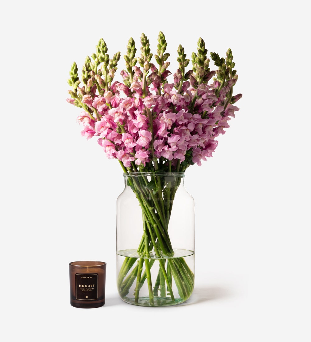 Lavender Pink Snapdragon