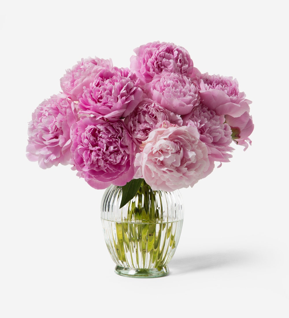 Primrose Peony