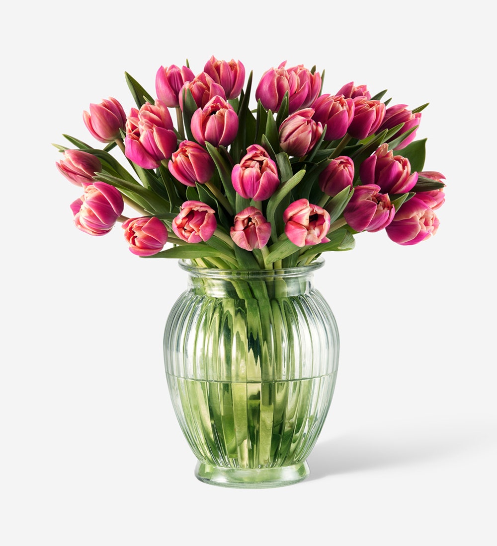 Siren Pink Double Tulips