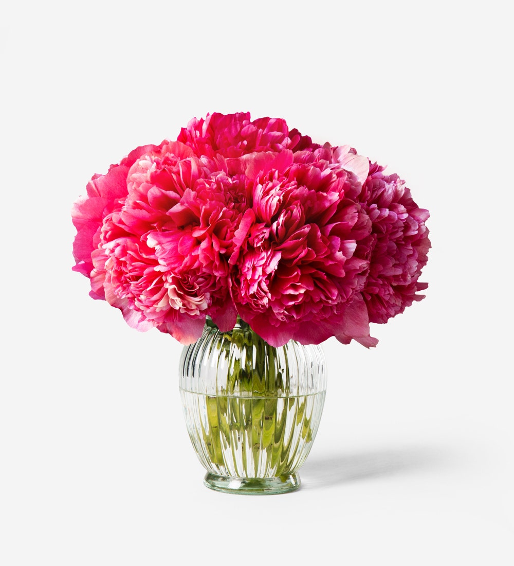 Framboise Peony