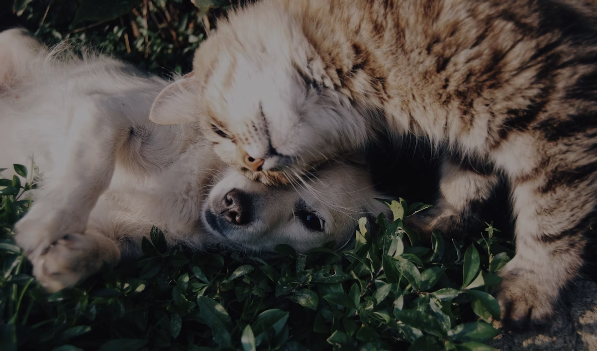 A pet looking up at its owner in warm lamp light
