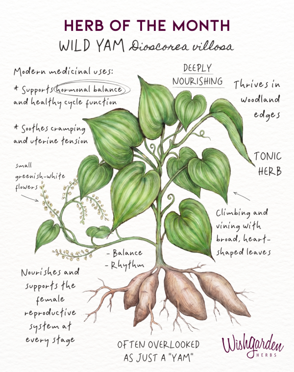 Wild Yam Herb of the Month