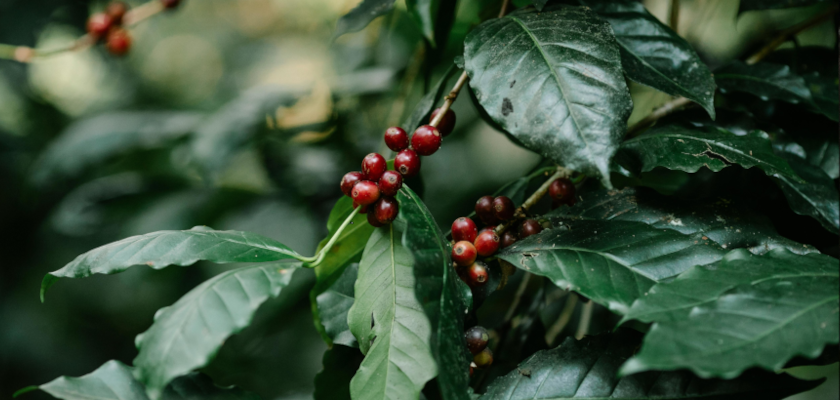 Cheamor di Caffè 