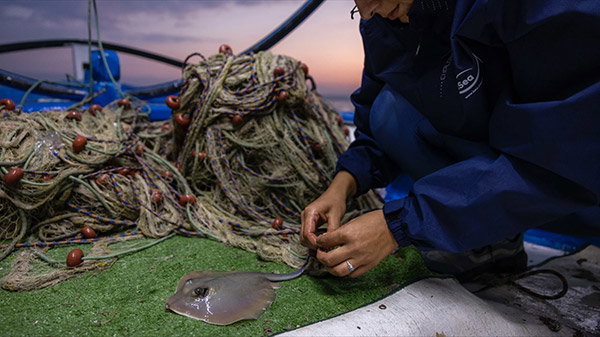 A small ray rests on a section of astroturf, surrounded by piles of fishing net.